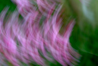 Redbud Blossoms in Motion.jpg
