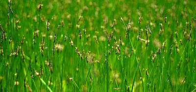 Green Field Wide.jpg