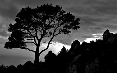 Tree on Isle of Capri.jpg