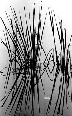 Reeds.jpg