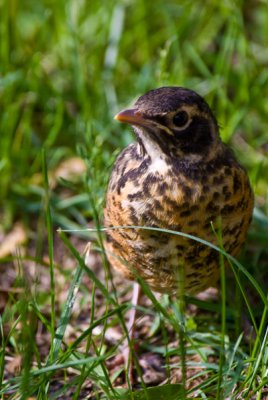 Young Robin  ~  June 7