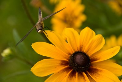 Coneflower with Dragon Fly  ~  July 16