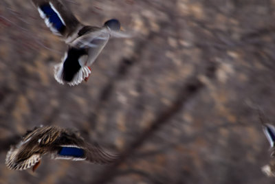 Mallards in Flight  ~  March 9 