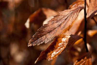 Memories of Summer Past...  ~  March 20 