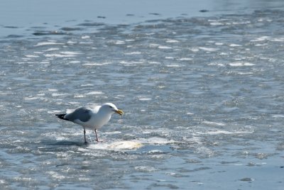 Gull  ~  March 29 