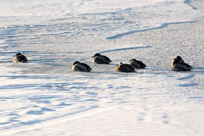 Huddled Against the Cold...