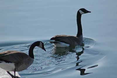 Geese  ~  March 9