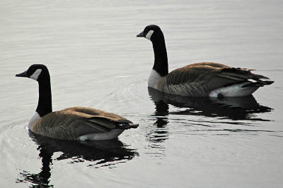 Geese  ~  March 21