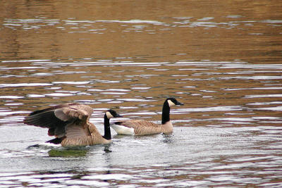 Geese  ~  March 23