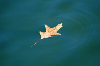 Leaf on the Pond  ~  April 3