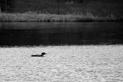 Loon on the Pond  ~  April 10