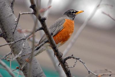 Robin  ~  April 15