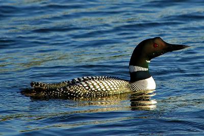 Common Loon