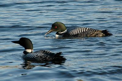 Common Loon Pair  ~  April 18
