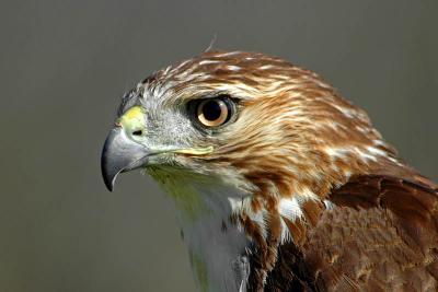 Red-Tailed Hawk  ~  April 22  [8]
