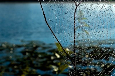 Spider Web  ~  September 12  [8]