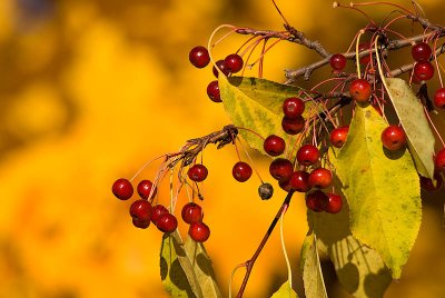 Fall Berries  ~  October 18  [13]