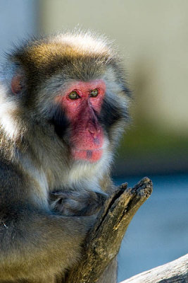 Japanese Macaque  ~  October 24  [9]