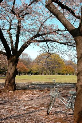 NNYoyogi Ohanami