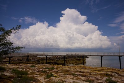 Darwin