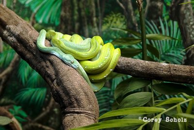 Australia Zoo