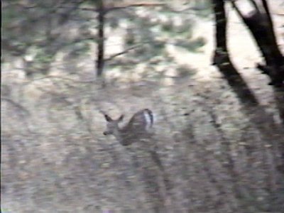 Opie saw this deer running away.jpg