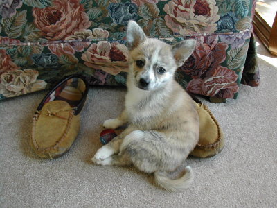 Bobbys new lap dog.jpg