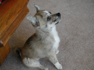 Bobbys new lap dog 3.jpg