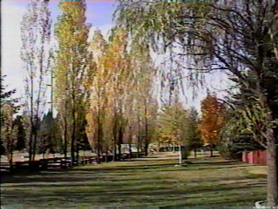 Our yard last fall a year ago.jpg