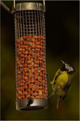 Blue Tits with a Canon EF400mm F5.6 L lens