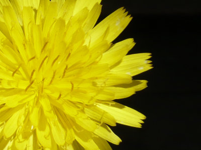 Yellowflower.jpg