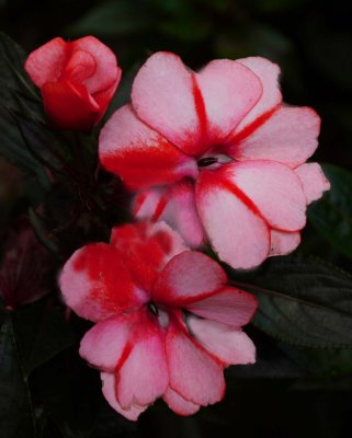 Flowers in Sceneway Garden