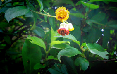 Flower_0048-w.jpg