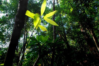 Leaves_0040-w.jpg