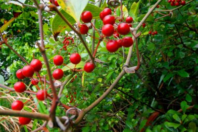 Red fruit_0049-w.jpg