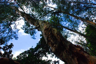 Tree_0043-w.jpg