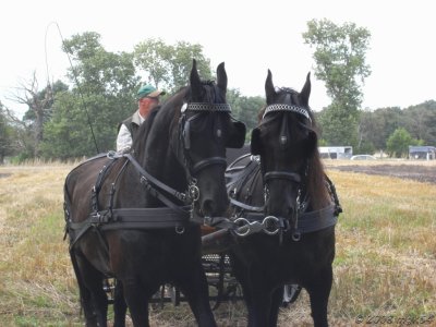Harvest Day - Hardenberg