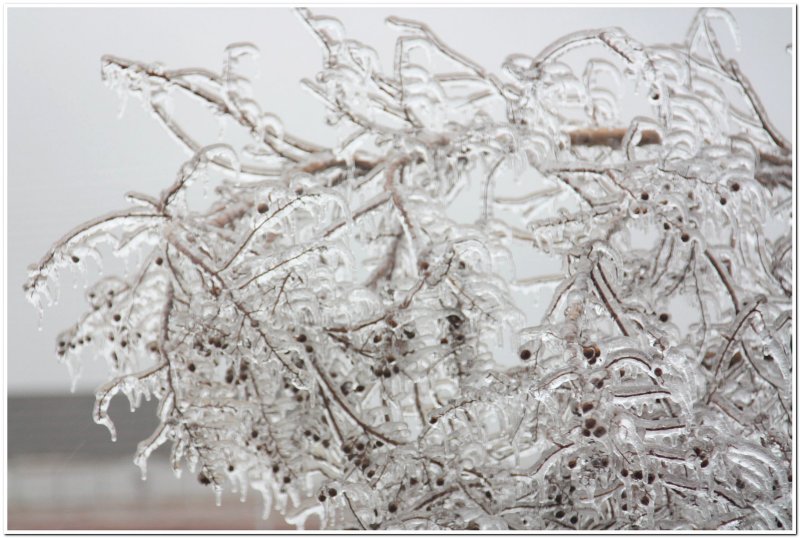 IMG_4403.Ice Storm.jpg