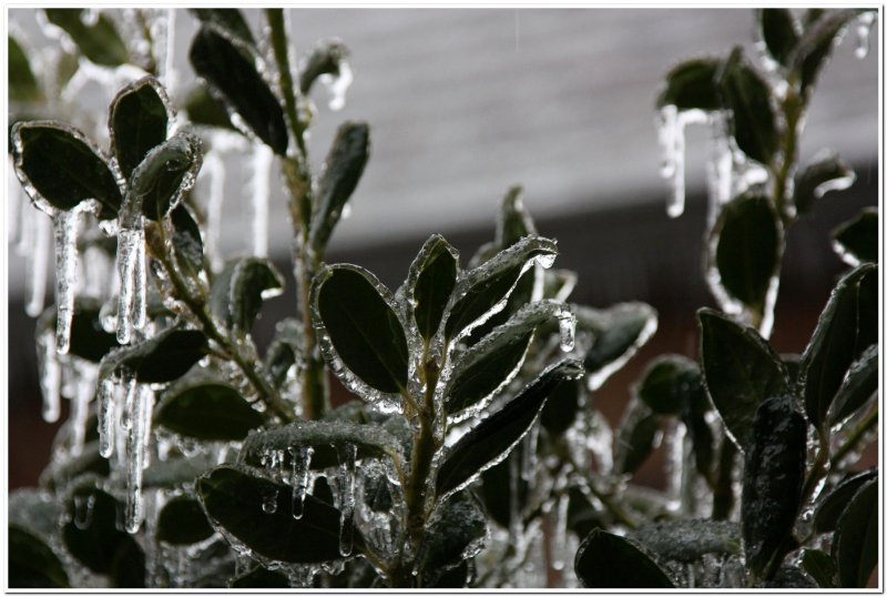IMG_4416.Ice Storm.jpg