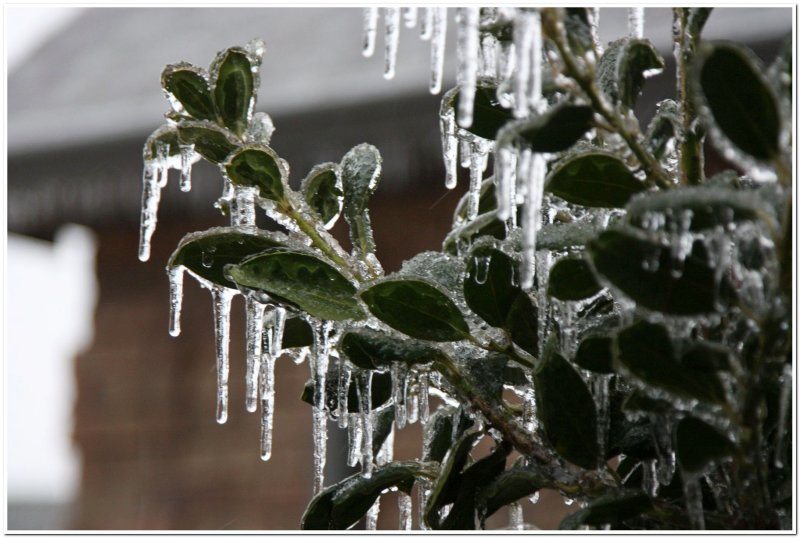 IMG_4418.Ice Storm.jpg
