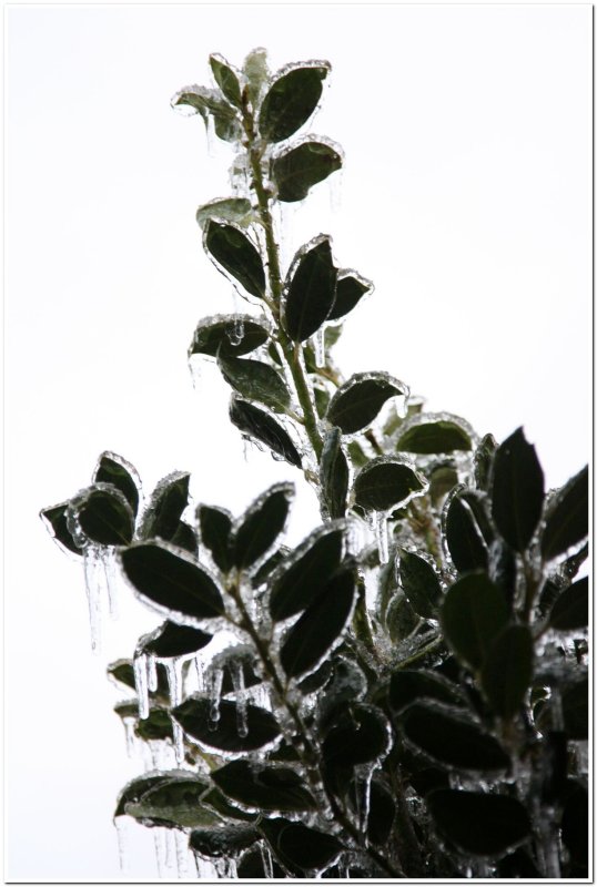 IMG_4430.Ice Storm.jpg
