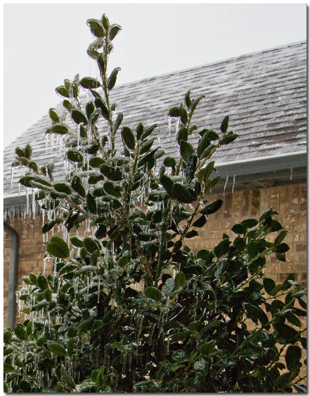 IMG_4451_Ice Storm.jpg