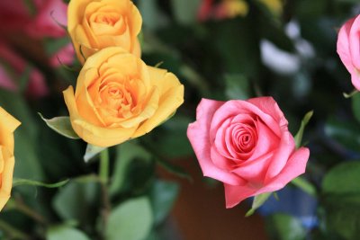 IMG_1837v.jpg
