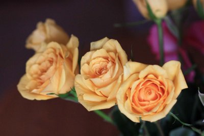 IMG_1839x.jpg