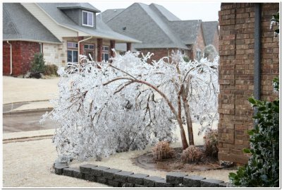 IMG_4399.Ice Storm.jpg