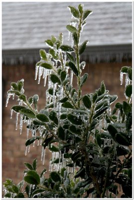 IMG_4410.Ice Storm.jpg