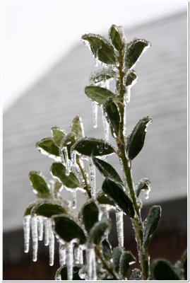 IMG_4411.Ice Storm.jpg