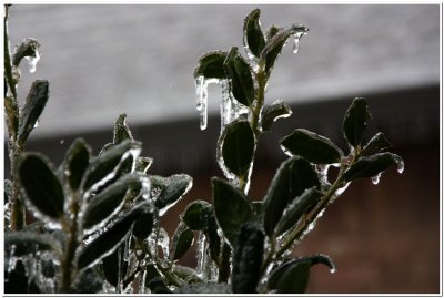 IMG_4415.Ice Storm.jpg