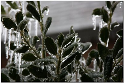 IMG_4416.Ice Storm.jpg