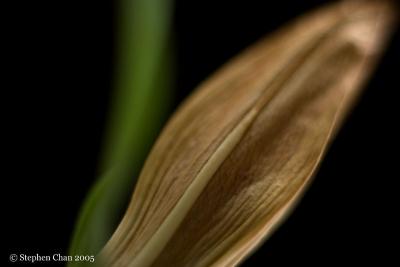 Stargazer Lily